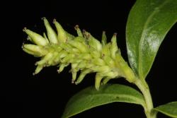 Salix matsudana. Female catkin at late stage with enlarged ovaries.
 Image: M. Gabarret © TreesforBeesNZ All rights reserved.